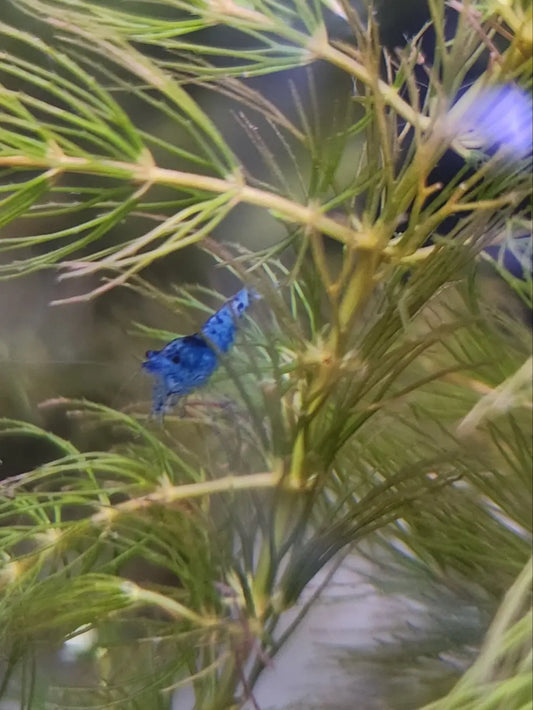 Blue Diamond Neocaridina Shrimp – sapphire-blue dwarf freshwater shrimp