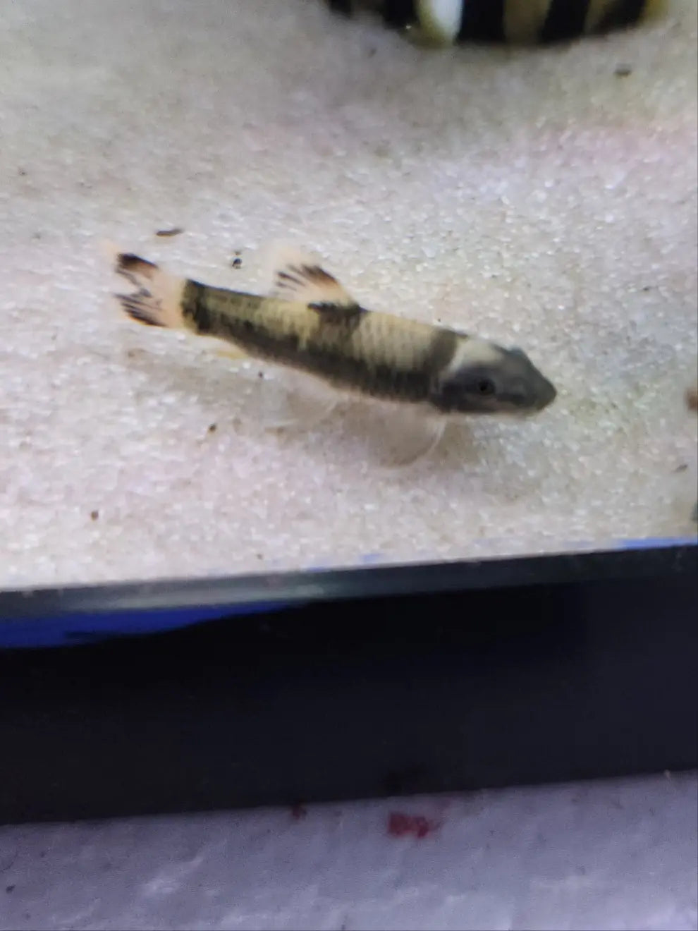 Panda Garra – Garra flavatra freshwater aquarium fish