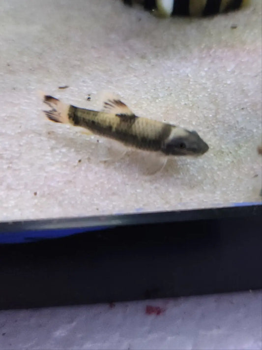 Panda Garra – Garra flavatra freshwater aquarium fish