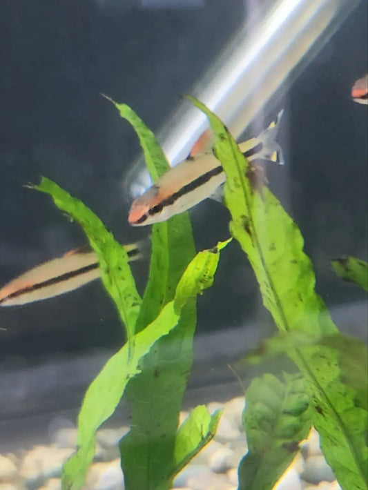 Roseline Shark Sahyadria denisonii with bright red stripe and silver body swimming in a freshwater community aquarium