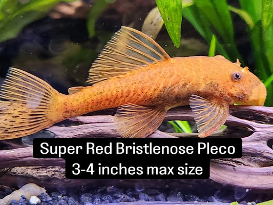 Super Red Bristlenose Pleco – vibrant orange-red pleco resting on driftwood in a freshwater planted aquarium.