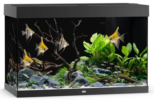 Juwel Rio 290 Black Aquarium & Cabinet Combo with LED lighting, built-in filtration, and matching black stand, ideal for freshwater fish, planted aquariums, and cichlid setups.