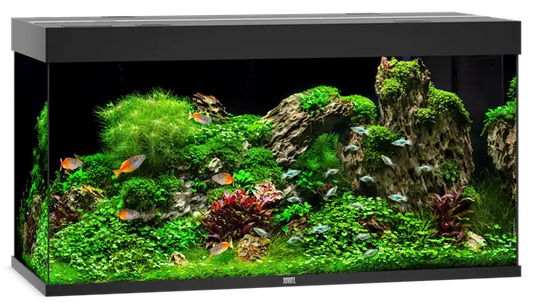 Juwel Rio 350 Black Aquarium & Cabinet Combo with integrated LED lighting, filtration, and matching black stand, ideal for freshwater fish, planted tanks, and cichlid aquariums.