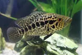 Jaguar Cichlid (Parachromis managuensis) – large black and gold spotted predator cichlid swimming in a freshwater aquarium