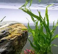 Java Fern ‘Trident’ aquarium plant with narrow branched leaves attached to driftwood