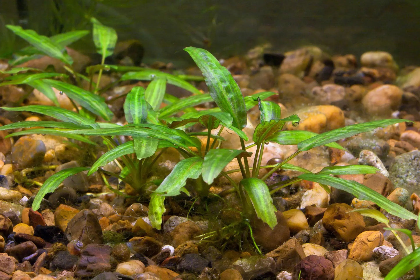 Cryptocoryne parva aquarium plant