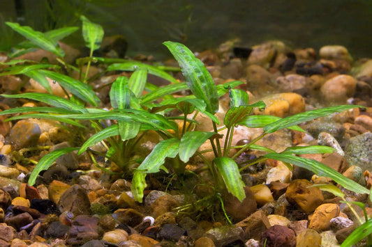 Cryptocoryne parva aquarium plant