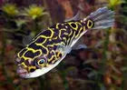 Figure 8 puffer Tetraodon biocellatus