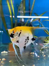 Koi Angelfish (Pterophyllum scalare) – freshwater aquarium fish with vibrant orange, black, and white koi-like pattern, ideal for planted community tanks