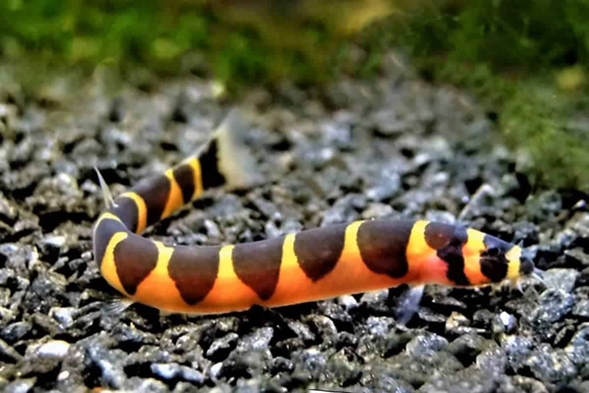 Kuhli Loach (Pangio kuhlii) – eel-like freshwater bottom-dwelling fish with slender striped body, swimming along sandy substrate in a planted aquarium.