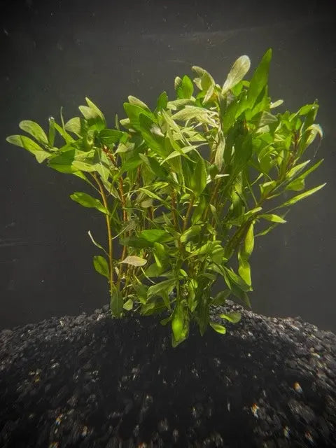 Ludwigia Cuba Green freshwater aquarium stem plant with bright green leaves for planted tanks and aquascapes.