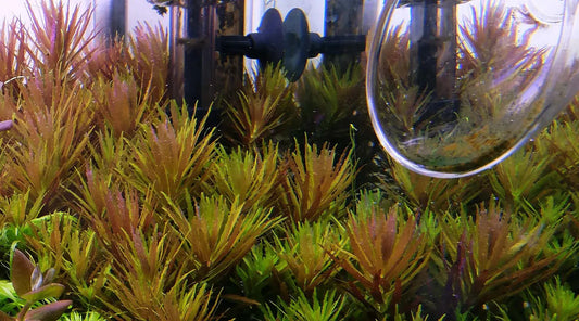 Limnophila aromatica red belem live aquarium plant
