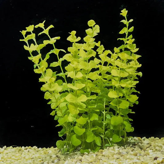 Lysimachia nummularia Aurea aquarium plant