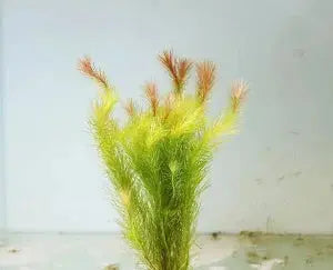 Mayaca Plant (Mayaca sellowiniana) fine-leaved feathery green aquarium stem plant used for aquascaping.