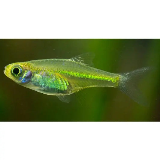 Green Kubotai Tetra Tropical Treasures Wyo