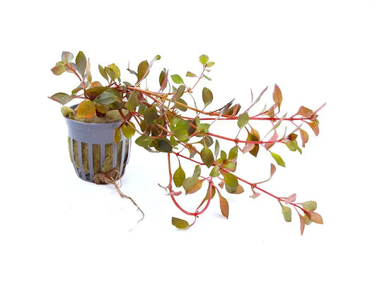 Ludwigia Super Red Mini Unleaded Tropical Treasures Wyo