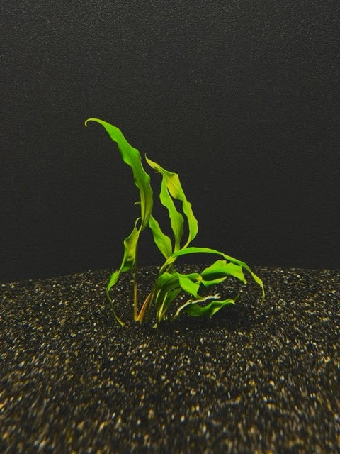 Anubias minima aquarium plant with narrow green leaves attached to driftwood in a freshwater planted aquarium