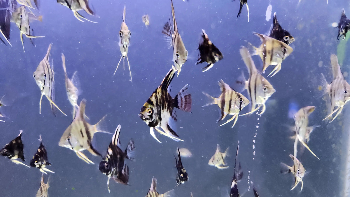 Assorted Fancy Angelfish Assorted Angelfish for Sale | Freshwater Angelfish Aquarium Fish ...