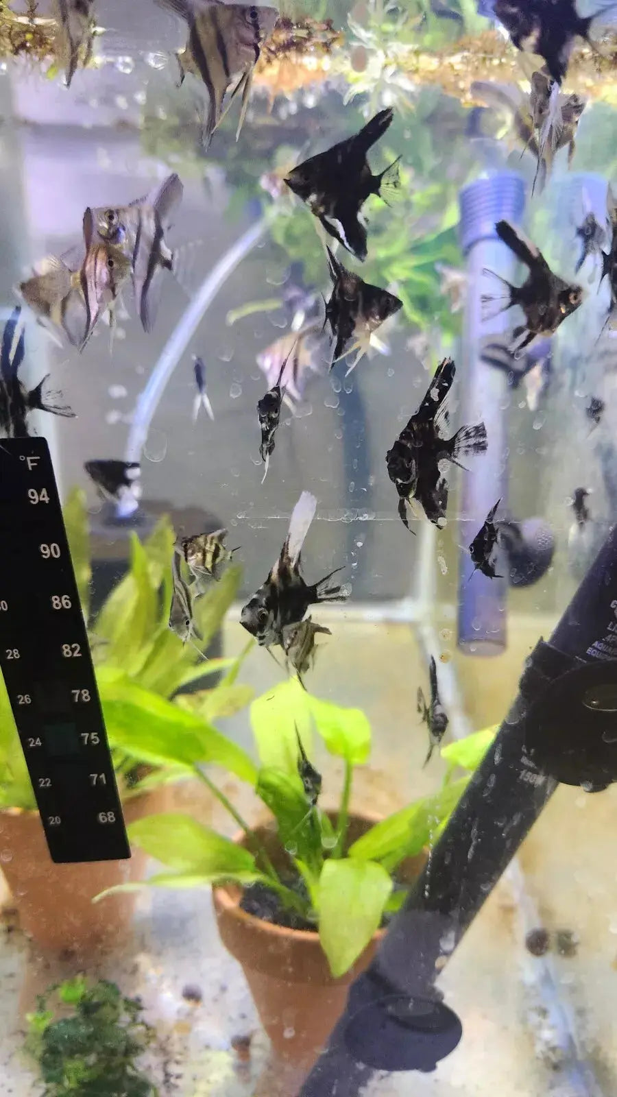 Assorted Angelfish – Pterophyllum scalare | Elegant Freshwater Cichlid ...