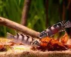 Nanochromis transvestitus – Rare Dwarf Cichlid