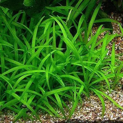Narrow Leaf Chain Sword (Echinodorus tenellus) – hardy, grass-like carpeting aquarium plant forming a lush green foreground carpet in a freshwater tank.