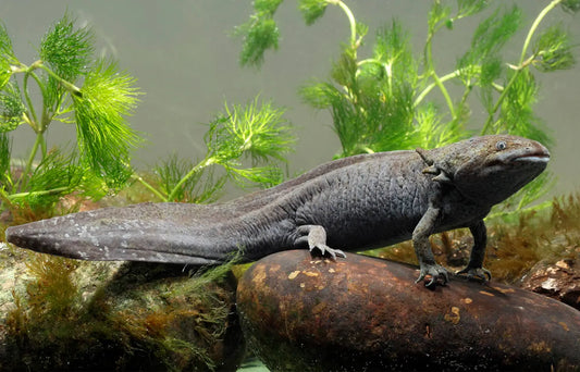 Wild-type axolotl swimming in a cold-water tank with plants