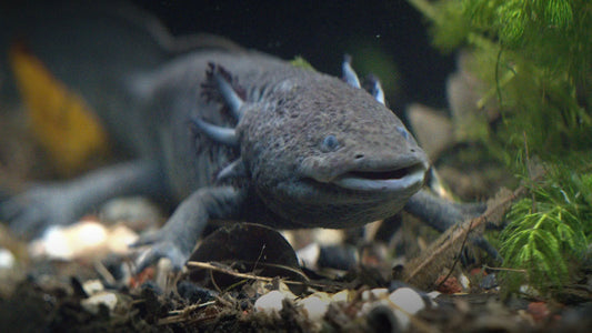 Native Axolotl with dark mottled coloring in a freshwater aquarium