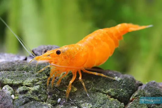 Common Orange Shrimp (Neocaridina davidi var. Orange) – small bright orange freshwater shrimp grazing on plants in a planted aquarium