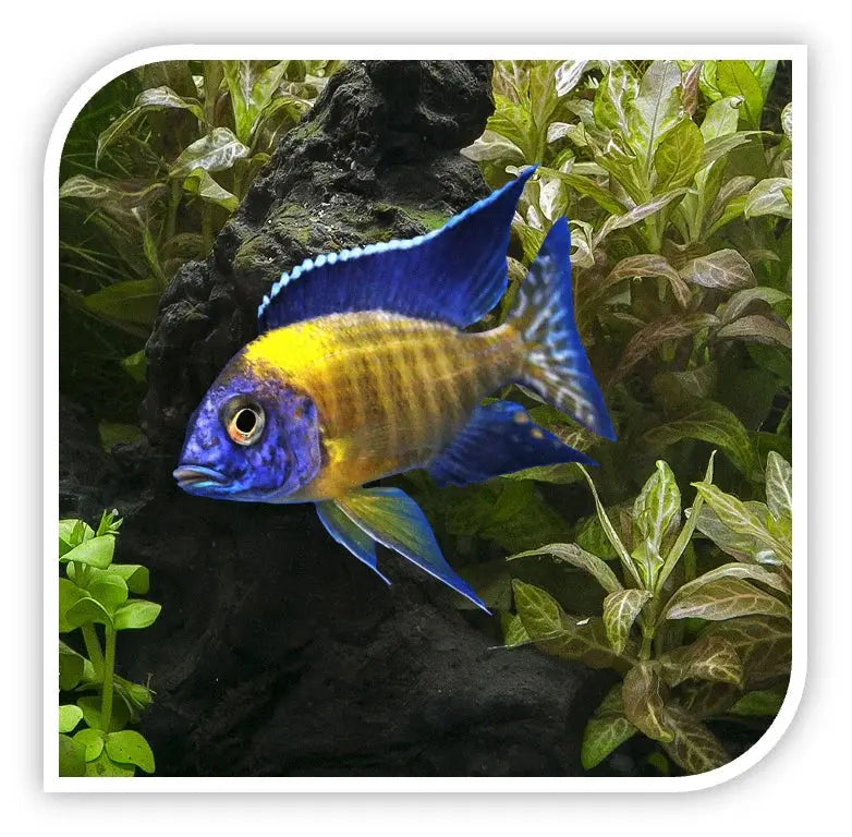 Neon blue peacock cichlid African Lake Malawi fish