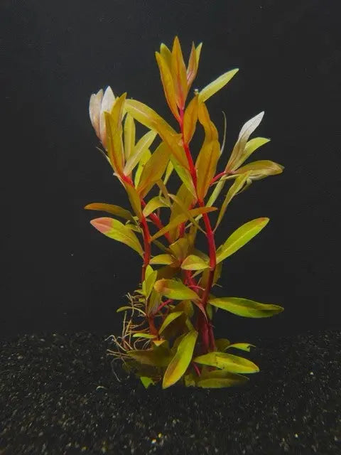 Nesaea Golden
