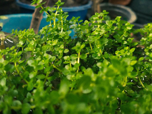 Rotala indica Green | Easy Freshwater Stem Plant