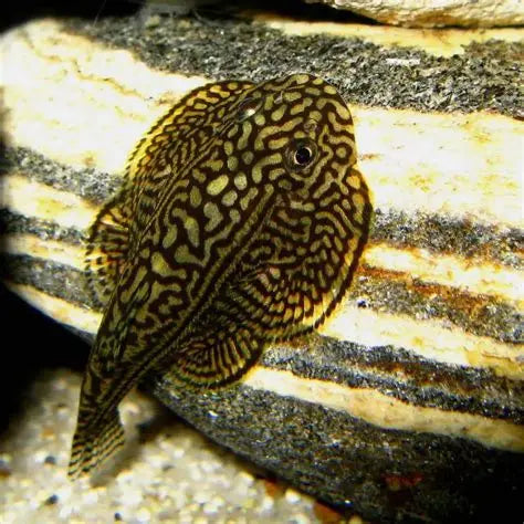 Spotted Hillstream Loach with wing-like fins resting on aquarium rock