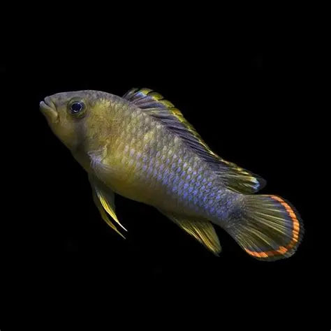 Nijsseni Dwarf Cichlid (Apistogramma nijsseni) colorful panda apisto with golden-yellow body and black patches, rare South American dwarf cichlid.