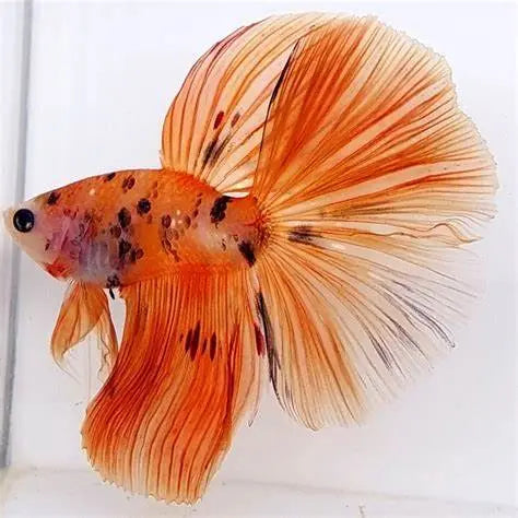 Betta - Orange Koi Halfmoon Tropical Treasures Wyo LLC