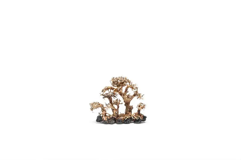 UNS Bonsai 008 aquarium aquascaping wood