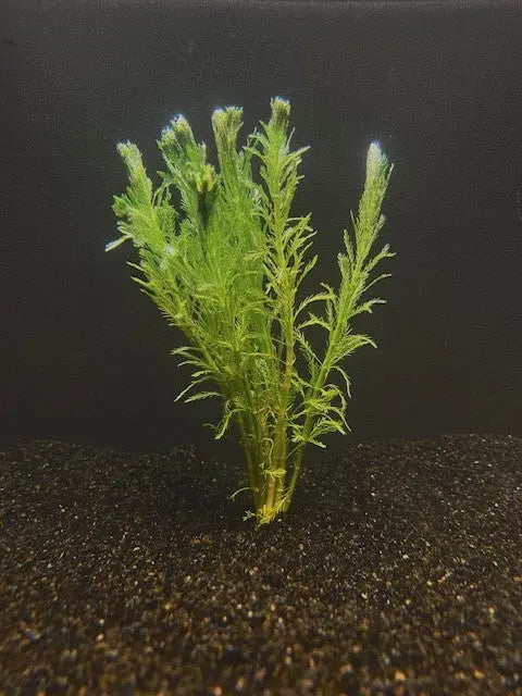 Parrot Feather (Myriophyllum aquaticum) live aquarium plant with feathery green stems in dark substrate