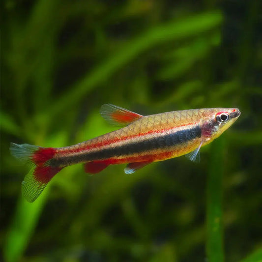 Pencil Fish Beckfords Red Tropical Treasures Wyo