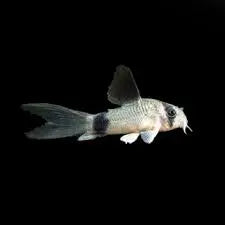 Panda Corydoras Longtail small freshwater catfish with black eye patches and elongated tail, swimming in a planted aquarium