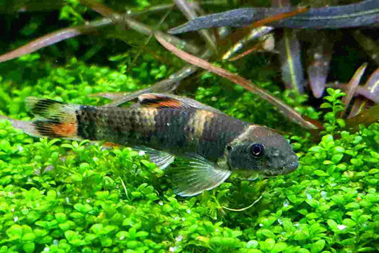 Panda Garra Ruffa Tropical Treasures Wyo