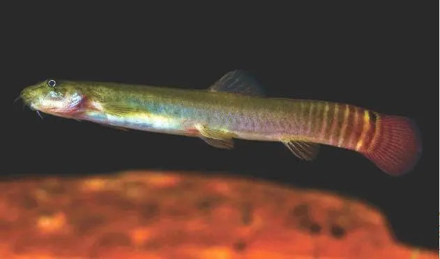 Redtail Squirrel Loach — Active Freshwater Bottom-Dwelling Loach 