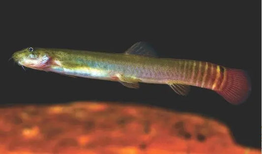 Redtail Squirrel Loach — Active Freshwater Bottom-Dwelling Loach 