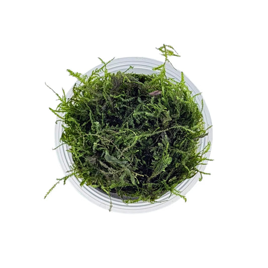 Top view of Peacock Moss (Taxiphyllum sp. Peacock) showing dense fan-shaped fronds