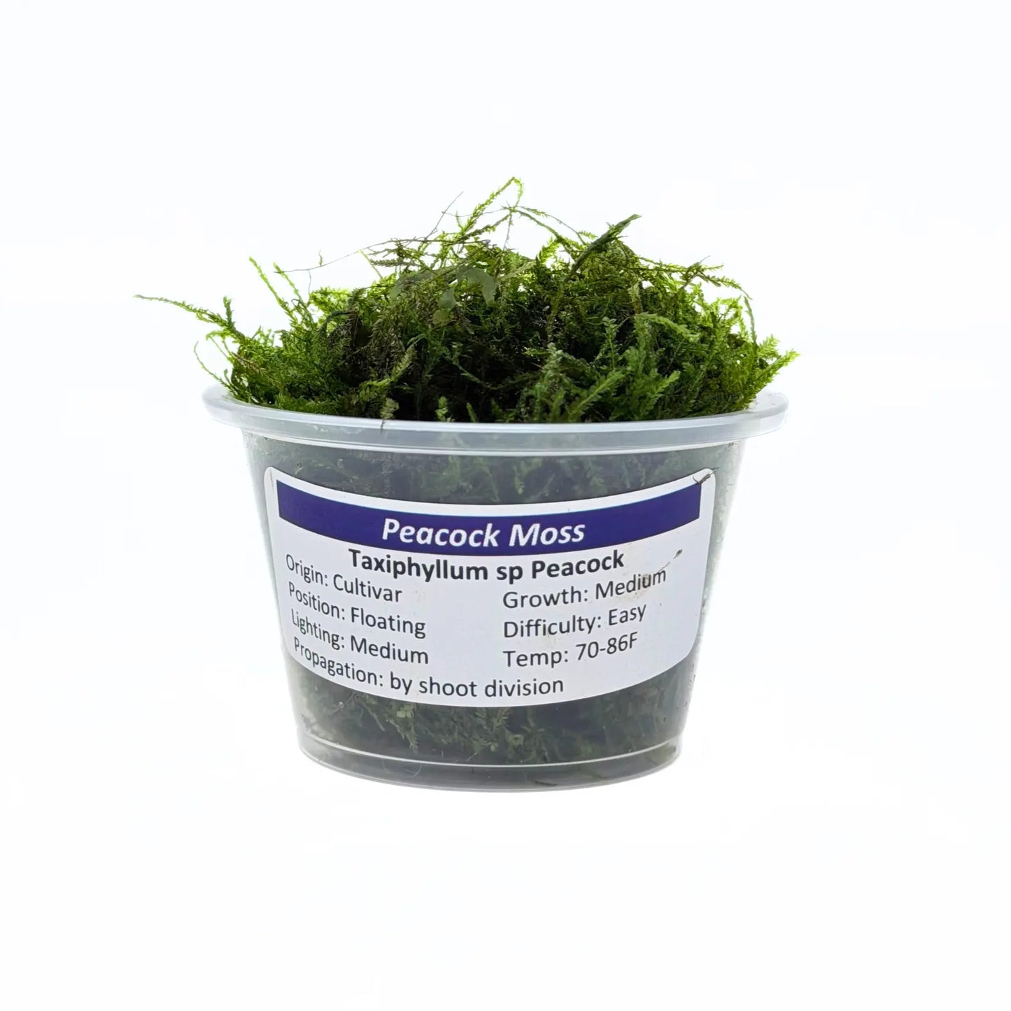 Peacock Moss (Taxiphyllum sp. Peacock) live aquarium plant portion in a cup