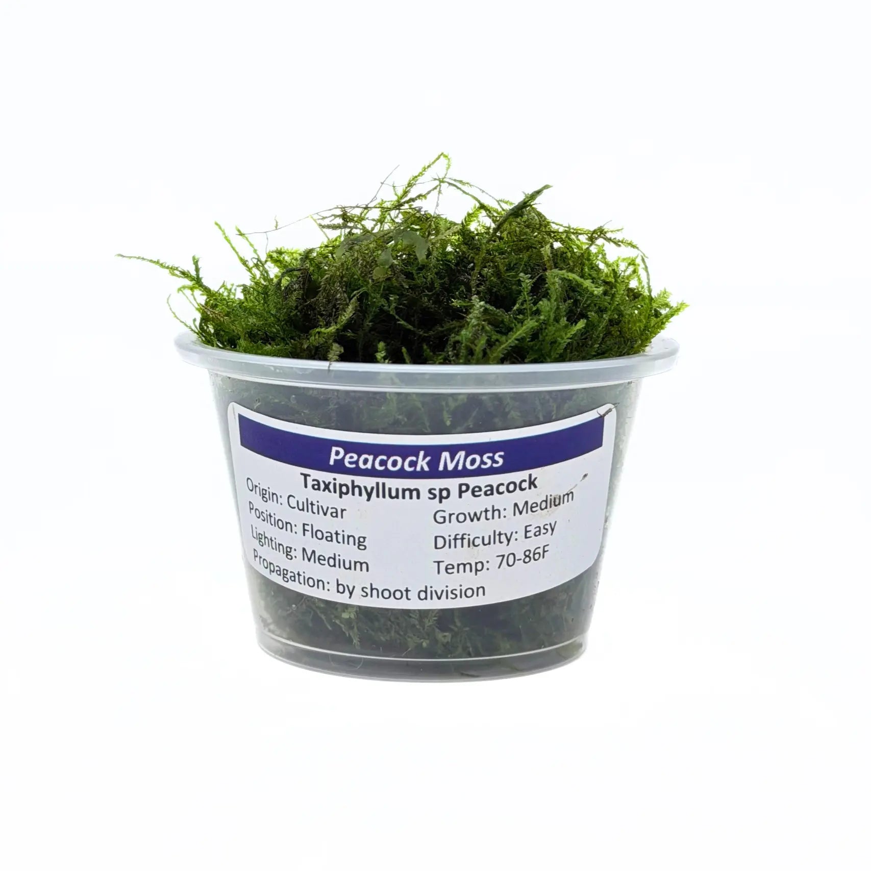 Peacock Moss (Taxiphyllum sp. Peacock) live aquarium plant portion in a cup