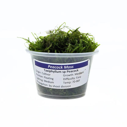 Peacock Moss (Taxiphyllum sp. Peacock) live aquarium plant portion in a cup