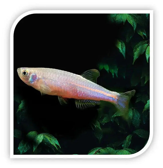 Pearl danio Danio albolineatus aquarium fish