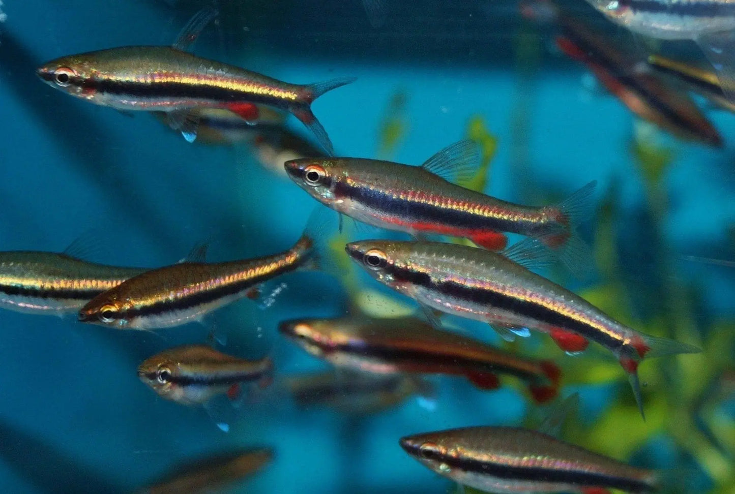 Golden Pencilfish with black horizontal stripe in freshwater aquarium