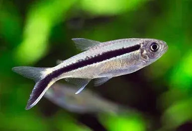 Penguin Tetra Tropical Treasures Wyo