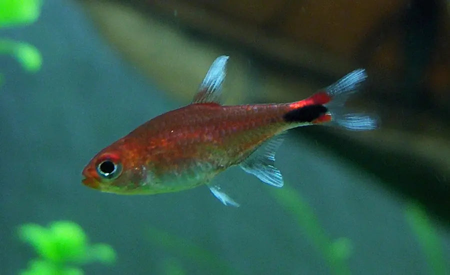 Ruby Tetra Axelrodia riesei bright red nano schooling fish for planted aquariums