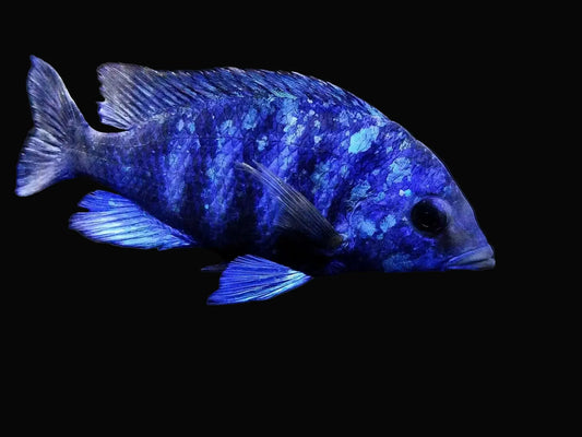 African Cichlid – Star Sapphire Phenochilus (3–3.5 in) Lake Malawi Peacock • Deep Blue & White Speckling • Semi-Aggressive 